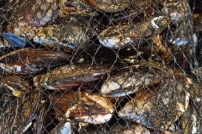 Na farmie ostryg