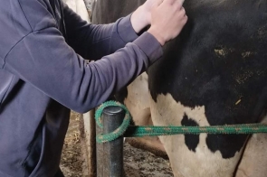 Mężczyzna stoi przy krowie w oborze i trzyma w dłoni strzykawkę, zbliżając ją do zwierzęcia.