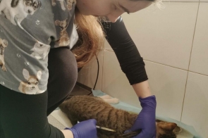 Kobieta w rękawiczkach jednorazowych pochyla się nad kotem leżącym na podkładzie higienicznym i trzyma w dłoni strzykawkę.