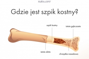 zdjęcie wyróżniające-gdzie jest szpik kostny