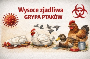 Na jasnym tle widoczny jest napis „Wysoce zjadliwa grypa ptaków”. Przedstawiono kury i kaczkę – jedna z kur leży martwa, obok stoją miski z karmą i wodą. W tle znajdują się sylwetki lecących ptaków, symbol zagrożenia biologicznego oraz powiększony wizerunek wirusa.