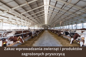Wnętrze dużej, jasnej obory z rzędami krów stojących przy karmnikach po obu stronach przejścia; u dołu zdjęcia widoczny napis: „Zakaz wprowadzania zwierząt i produktów zagrożonych pryszczycą”.