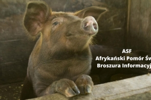 asf-afrykanski-pomor-swin-broszura-informacyjna