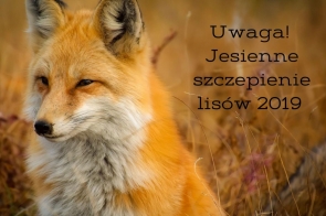 jesienne-szczepienie-lisow-2019