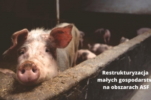 restrukturyzacja-malych-gospodarstw-na-obszarach-asf