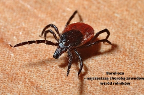 borelioza-najczestsza-choroba-zawodowa-wsrod-rolnikow
