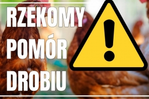 Grafika ostrzegająca przed rzekomym pomorem drobiu. Zawiera zdjęcie kur oraz trójkątny znak w kolorze żółtym z czarnym wykrzyknikiem.