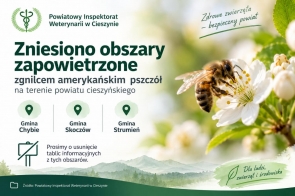 Grafika informacyjna Powiatowego Inspektoratu Weterynarii w Cieszynie. Komunikat o zniesieniu obszarów zapowietrzonych zgnilcem amerykańskim pszczół na terenie powiatu cieszyńskiego. Zmiana dotyczy gmin Chybie, Skoczów i Strumień. Na grafice widoczna pszczoła na białym kwiecie oraz informacja o usunięciu tablic związanych z obszarami zapowietrzonymi.