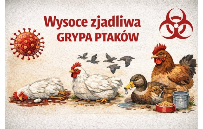 Na jasnym tle widoczny jest napis „Wysoce zjadliwa grypa ptaków”. Przedstawiono kury i kaczkę – jedna z kur leży martwa, obok stoją miski z karmą i wodą. W tle znajdują się sylwetki lecących ptaków, symbol zagrożenia biologicznego oraz powiększony wizerunek wirusa.