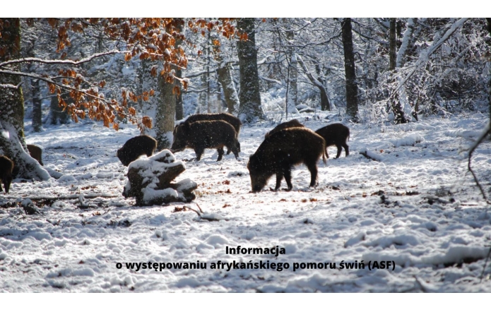 informacja-o-wystepowaniu-afrykanskiego-pomoru-swin-asf