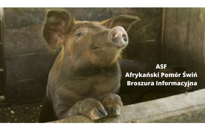 asf-afrykanski-pomor-swin-broszura-informacyjna