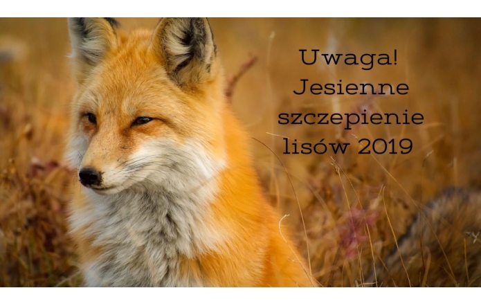 jesienne-szczepienie-lisow-2019